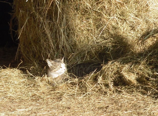 luzy-heu-02-02-2017-g