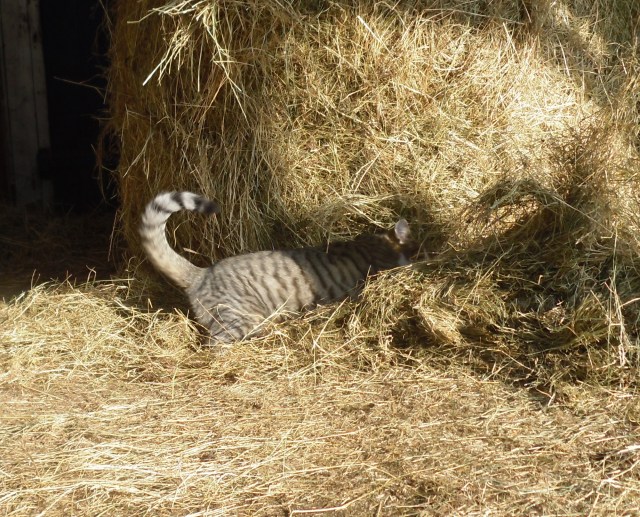 luzy-heu-02-02-2017-h