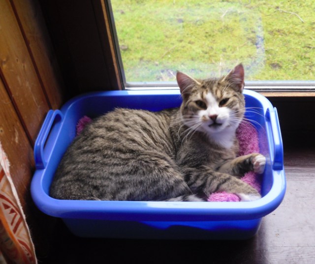 luzy-korbchen-20-02-2017-a