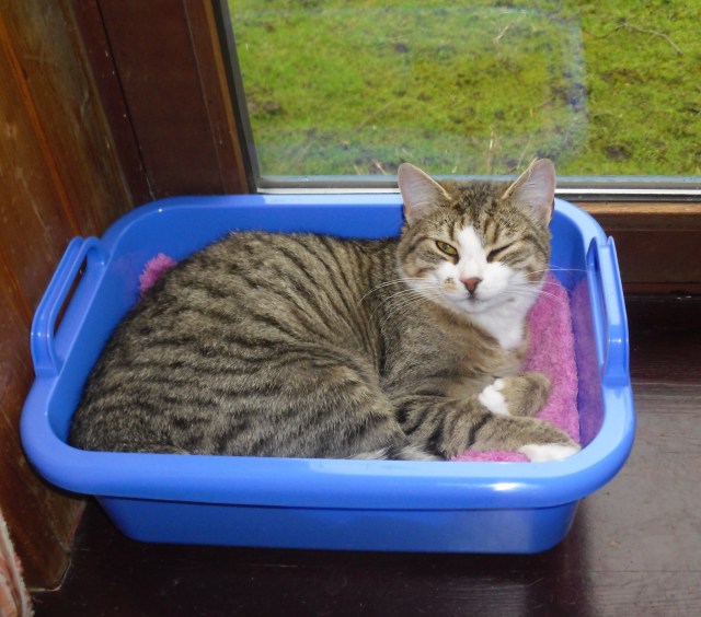 luzy-korbchen-20-02-2017-b