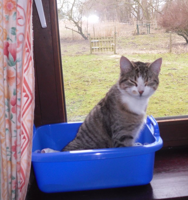 luzy-korb-12-02-2017-a