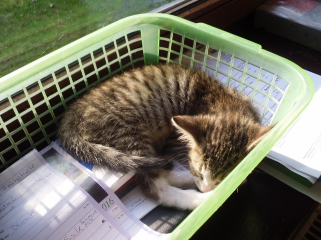 luzy-korb-17-09-2016-b