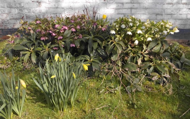 Frühblüher-27.03.2017-a