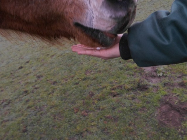 Schüßler-Salz-Tabletten-30.03.2017-c