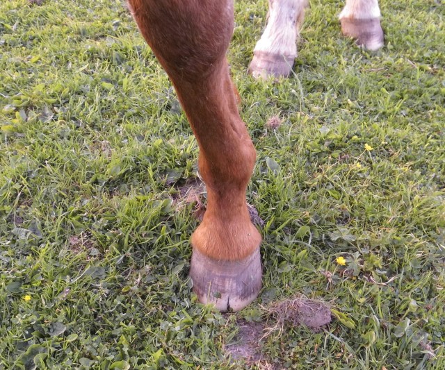 Huf-Miranda-24.05.2017-a