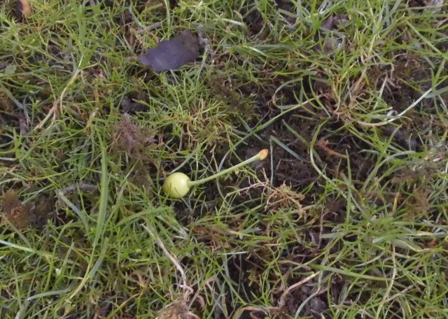 Kirsche-b-17.06.2017