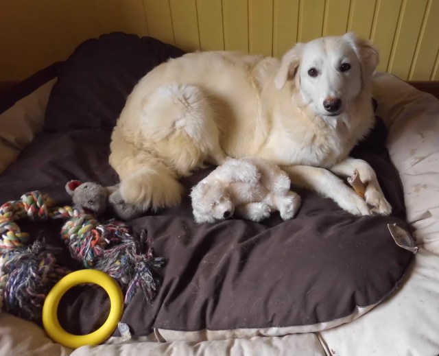 Eisbär-mit Eisbär-24.05.2017.jpg