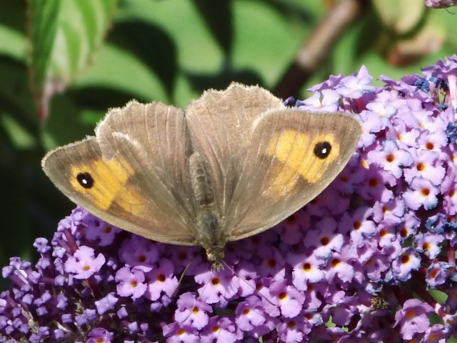 Schmetterling-Sommerflieder-Juli-2017-a