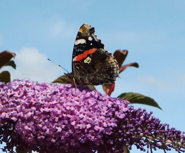Schmetterling-Sommerflieder-Juli-2017-b