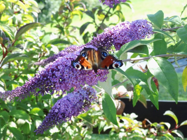 Schmetterling-Sommerflieder-Juli-2017-c