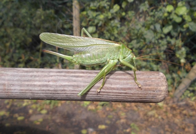 Heuschrecke-4.jpg