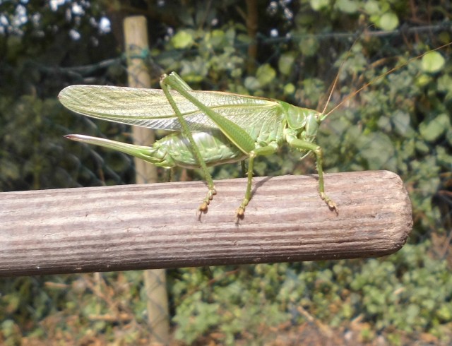 Heuschrecke-6.jpg