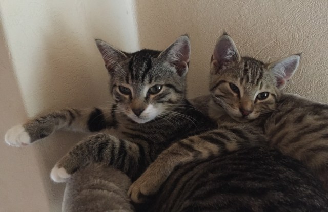 Babys-neues-Zuhause-7