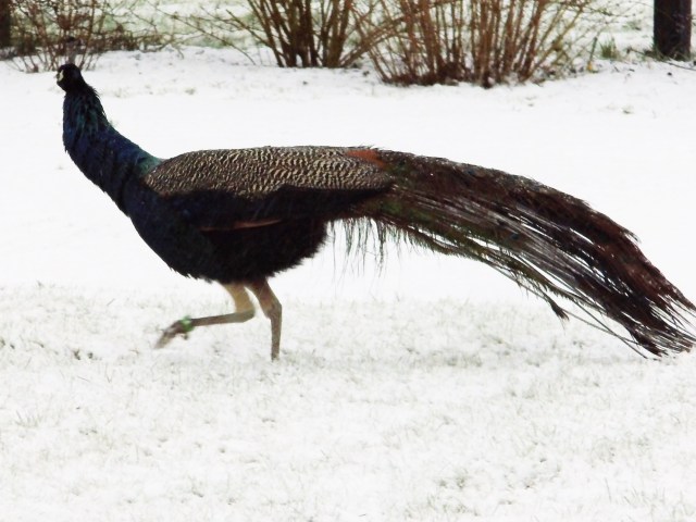 Pfau.jpg