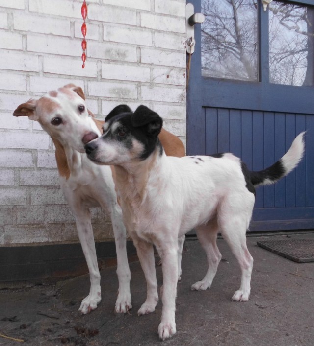 Chica-Campa-08.02.2018-c