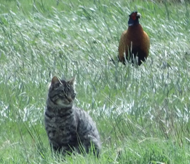 Fasan-und-Katze