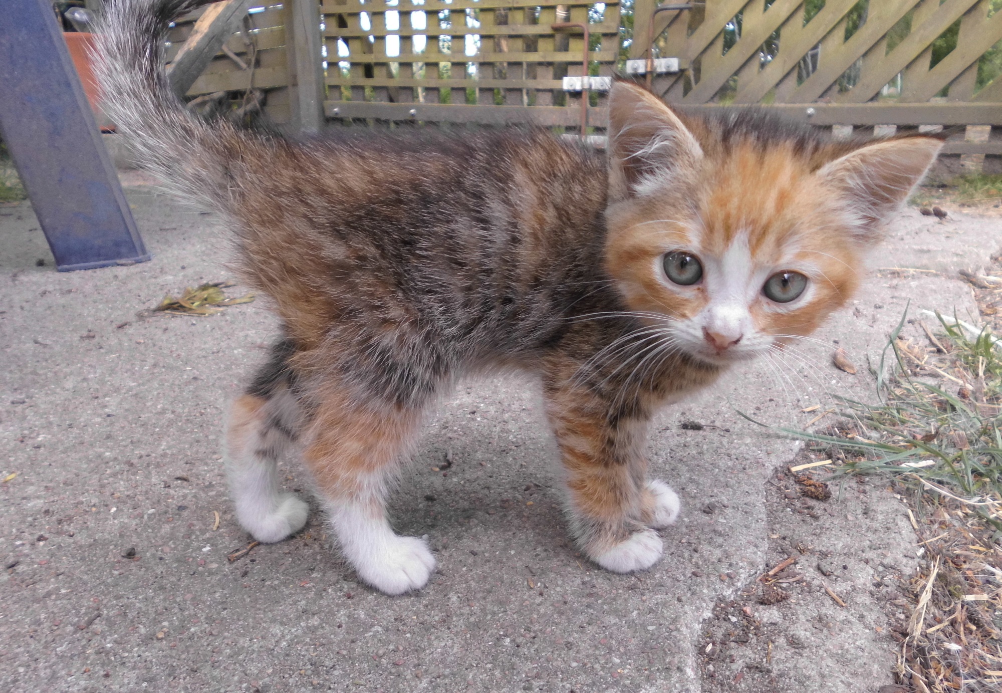 Baby-Face-24.05.2018-j