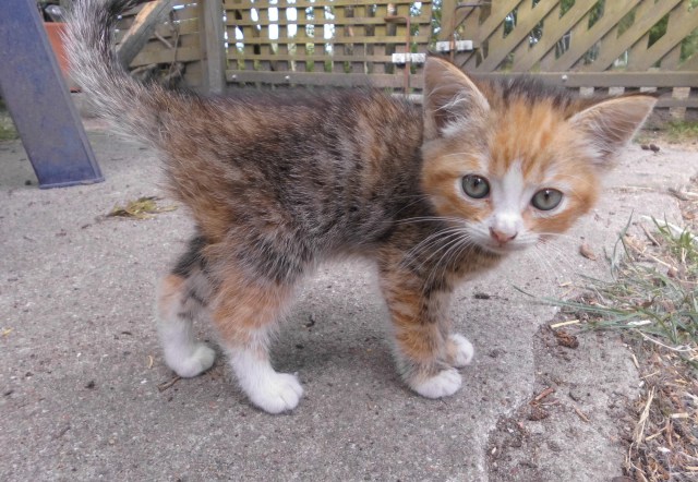 Baby-Face-24.05.2018-j