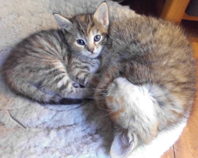 Face-Kleiner-Face-14.06.2018-a