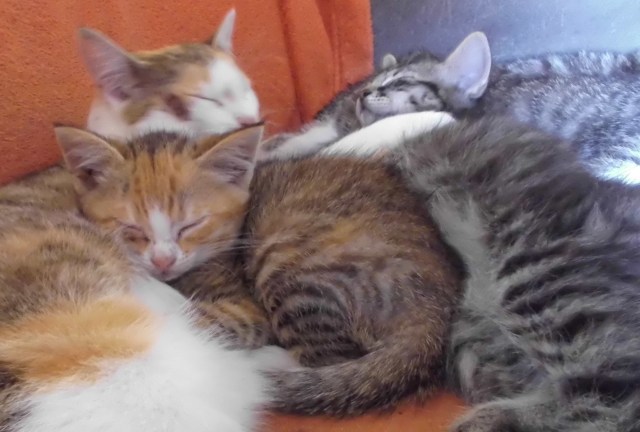 Familie-14.06.2018-c1