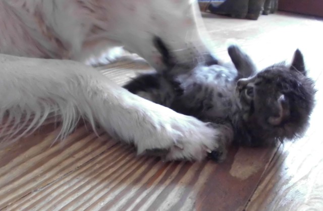 Giada-Kätzchen-kuscheln