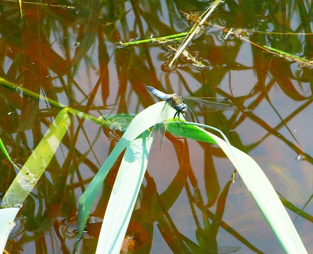 Libelle-groß-1.jpg