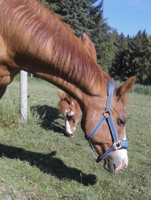 Miranda-06.06.2018-a