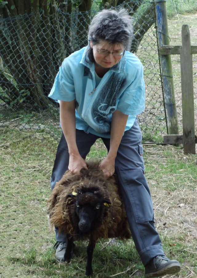 Schafe-scheren-d.jpg