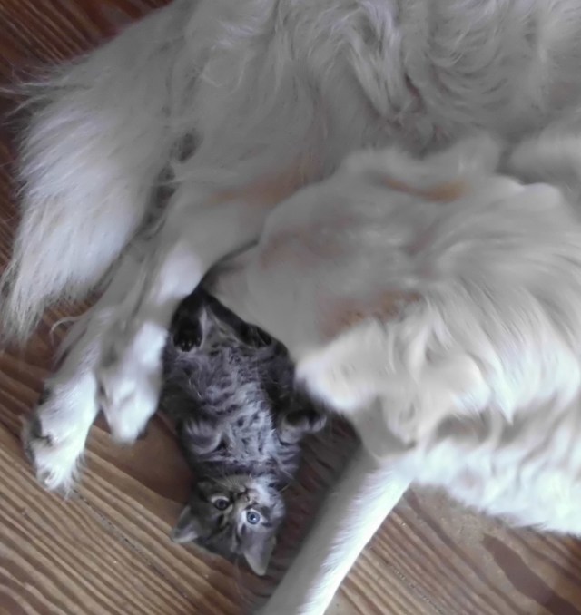 Giada-Kätzchen-10.05.2018-f