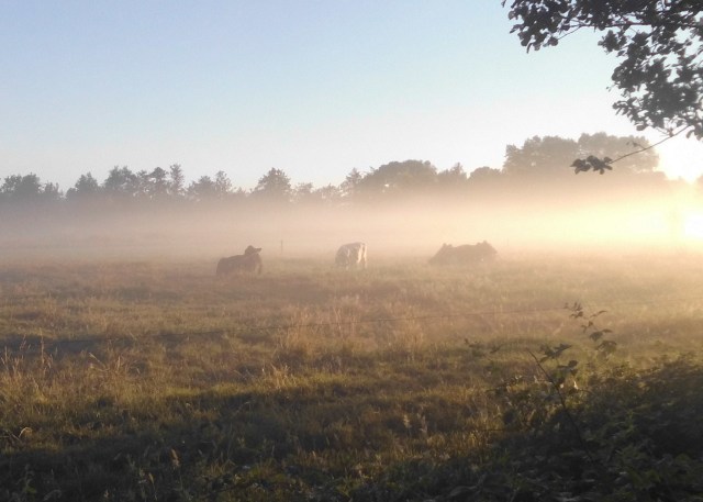 Kühe-im-Nebel-03.07.2018-b.jpg
