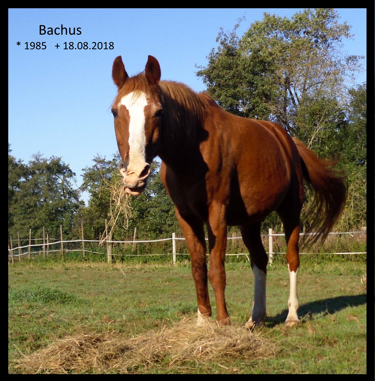 Bachus-Erinnerung-18.08.2018