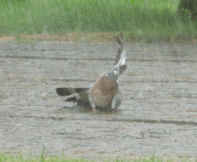 Taube-badet-Juli-2018-b.jpg