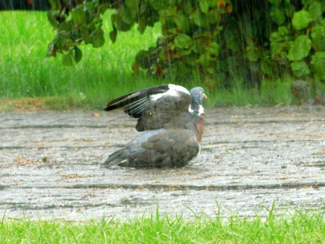 Taube-badet-Juli-2018-e