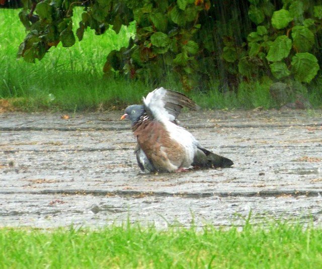 Taube-badet-Juli-2018-f.jpg