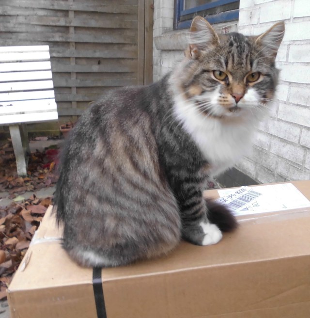 Kater-Flauschi-21.11.2018-a