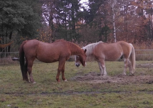 Miranda-Nielsson-09.11.2018-b