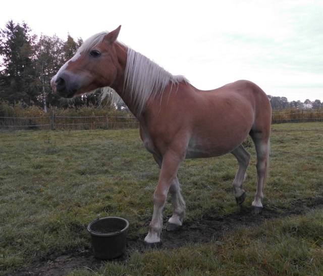 Nielsson-08.10.2018-c