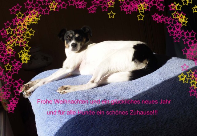 Merry Christmas wünscht Campa.jpg