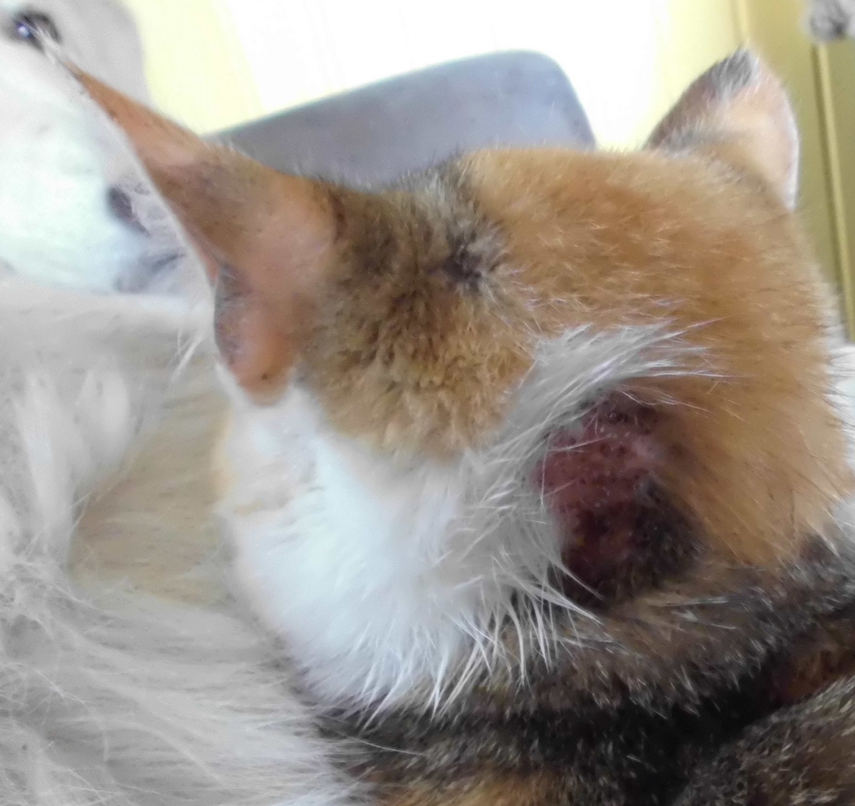 Dreifarbig-23.03.2018-a