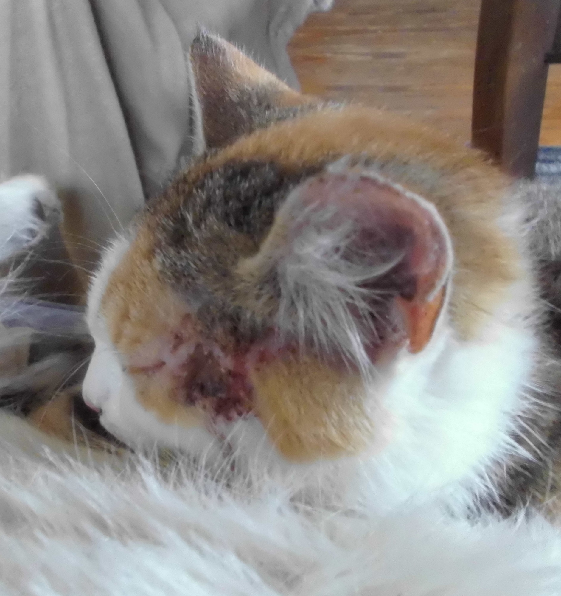 Dreifarbig-23.03.2018-b