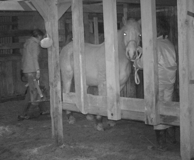 Hufpflege 09.01.2018 t.jpg