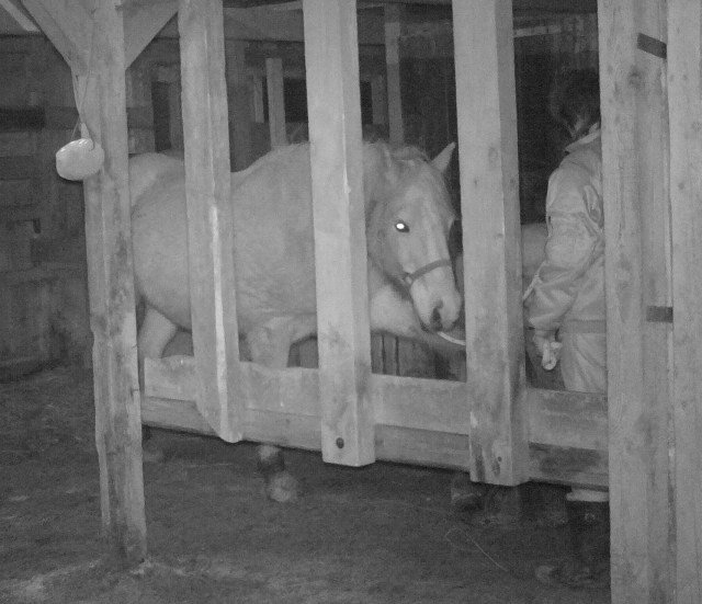 Hufpflege 09.01.2018 u.jpg