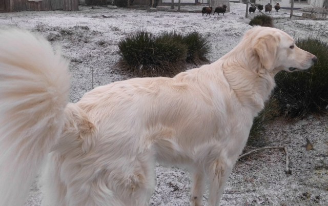 maremmano schafe 16.12.2018