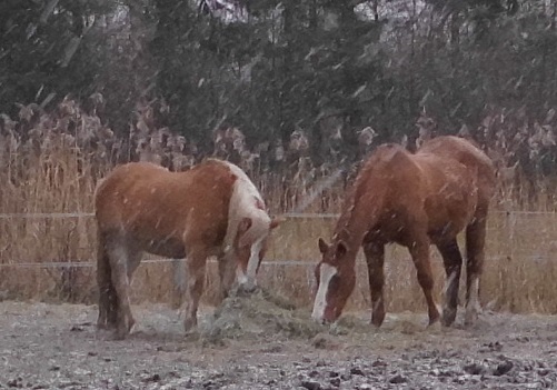 pferde-im-schnee-16.12.2018-a