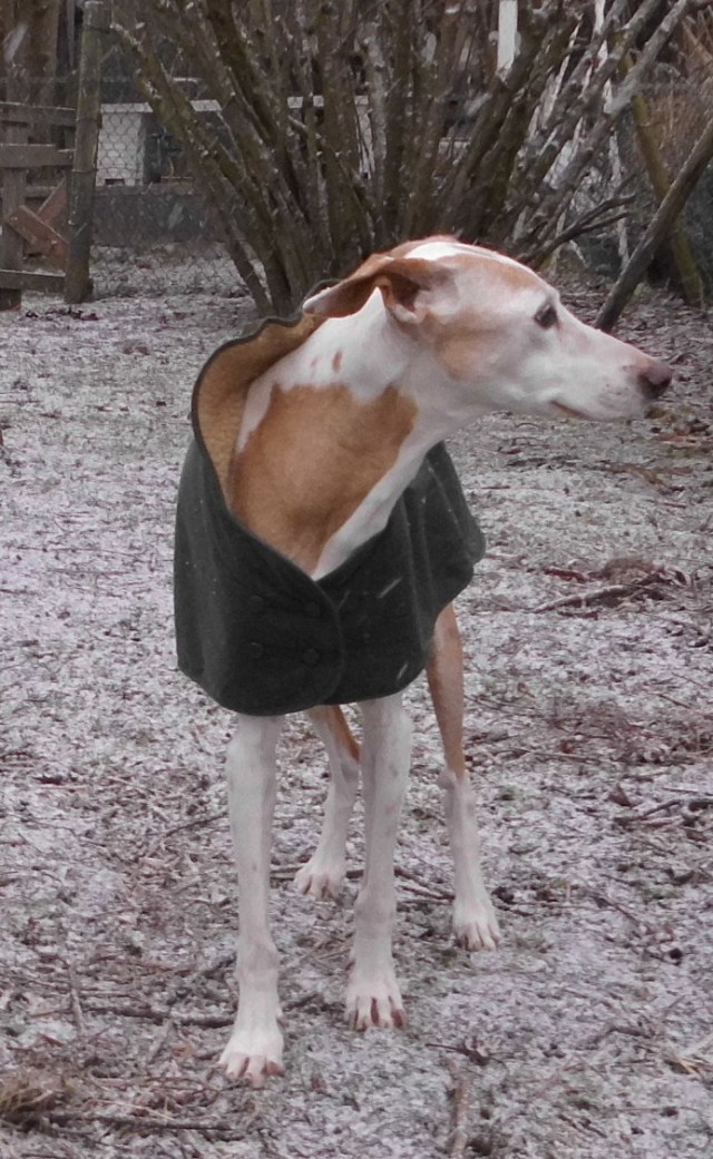 podenco-windhundmantel-2