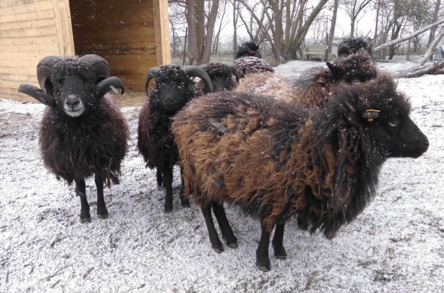 schafe-im-schnee-15.12.2018-b