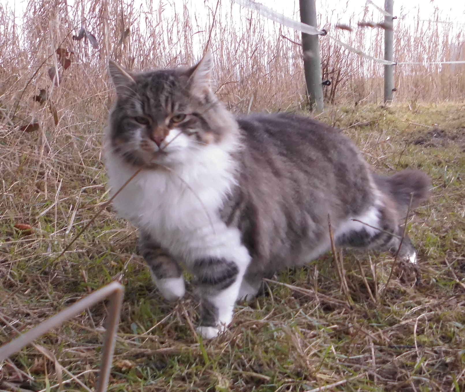 Flauschi-20.12.2018-c