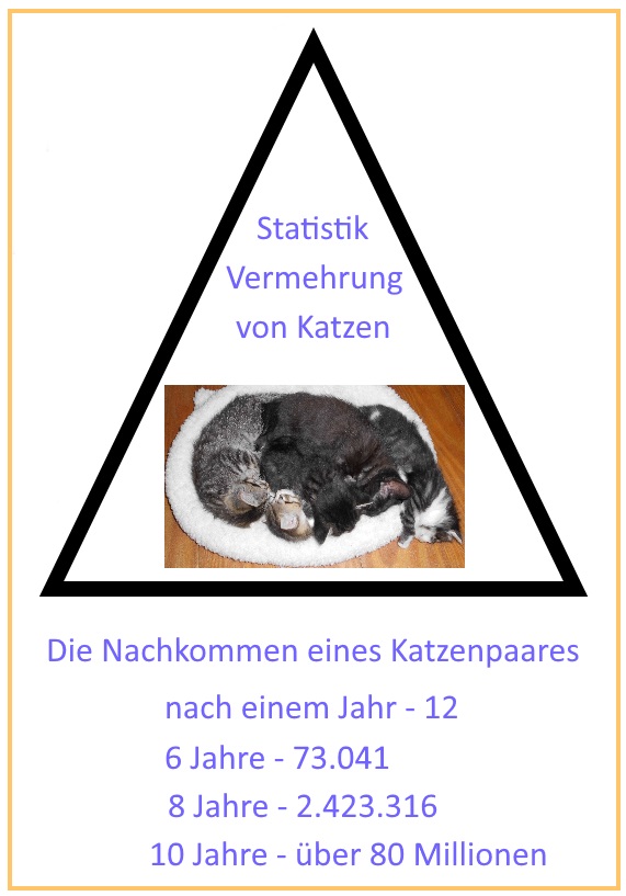 Vermehrung von Katzen