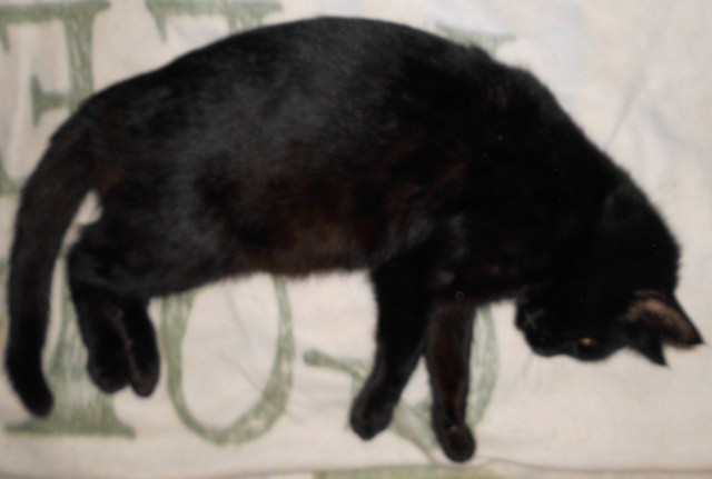 Baghira 28.02.2019.jpg