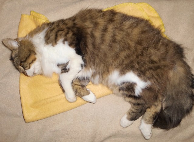 Flauschi 28.02.2019.jpg